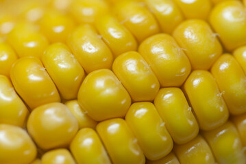 Corn kernels close up macro photograph. 