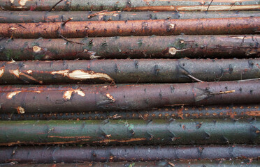 Baumstämme, frisch gefällt, entastet und aufgestapelt, regennass. Kiefern und andere Nadelhölzer. 