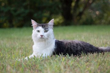 A white and tabby cat in a yard