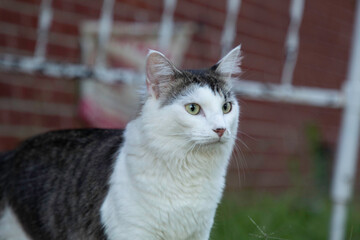 A white and tabby cat in a yard