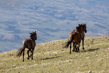 Three wild horses galloping free on Sykes Ridge in the Pryor mountains in Wyoming United States