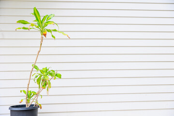 さわやかなイメージの観葉植物の植木鉢と横線の入った白壁