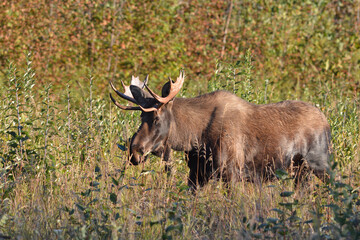A young bull moose (Alces alces gigas) walks through an autumn landscape.