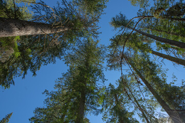 Obraz premium Indian Creek Trail