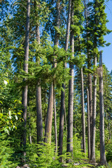 Fototapeta premium Indian Creek Trail