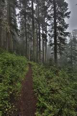 Beautiful PCT Trail in Oregon Section