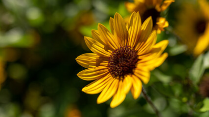 ひまわりの本気