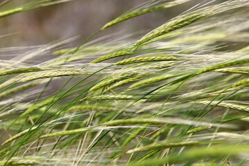 Green ears of grain crops on a collective farm field in Israel.