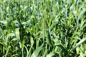 Green ears of grain crops on a collective farm field in Israel.