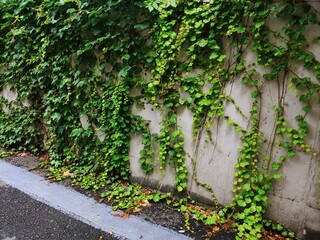 wall climbing ivy
