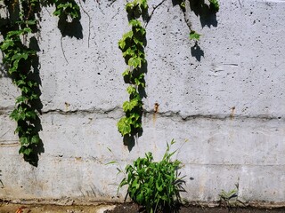 wall climbing ivy
