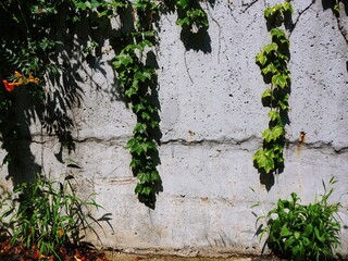 wall climbing ivy
