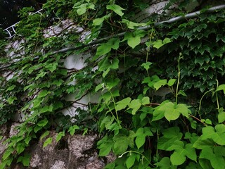 Fototapeta premium wall climbing ivy 