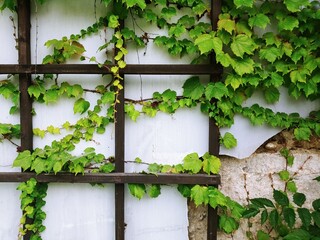 Green ivy and iron frame
