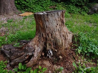 Obraz premium cut tree trunk 