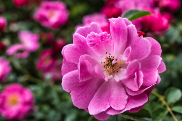 pink flower