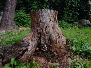 Obraz premium cut tree trunk 