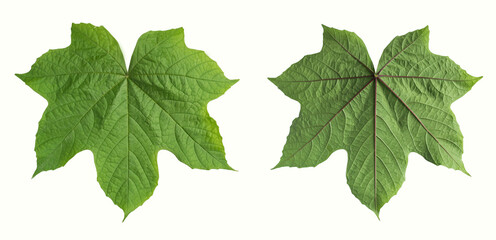 Green leaf front and back isolated on white background