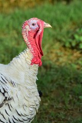 Close up of white turkey bird in a farm.
