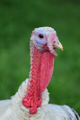Turkey head close up.