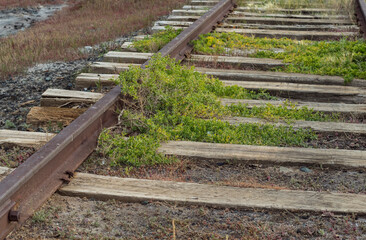old railroad tracks overgrown with grass