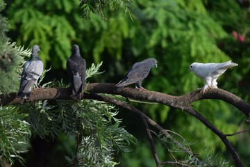 Pigeons perched on a tree in a row.