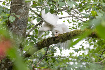 Leucistic Barred Owl
