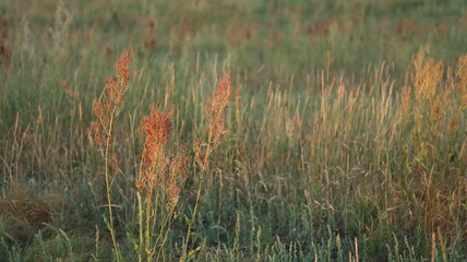 Field sorrel in the meadow on a summer evening