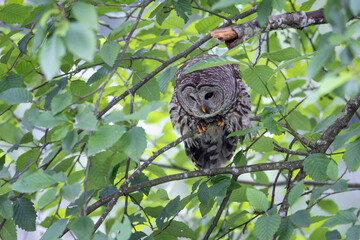 Barred Owl bird