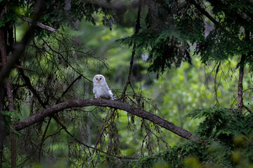 Leucistic Barred Owl