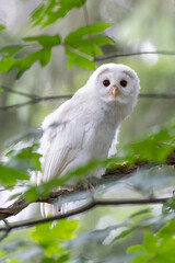 Leucistic Barred Owl