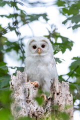 Leucistic Barred Owl