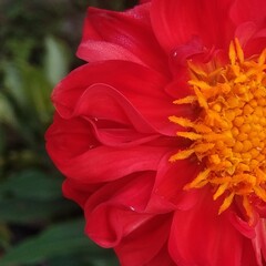 red dahlia flower
