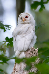 Obraz premium Leucistic Barred Owl