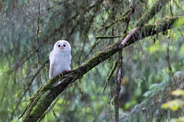 Leucistic Barred Owl