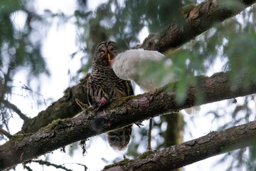 Leucistic Barred Owl