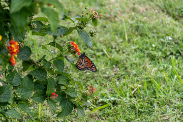 Fototapeta na wymiar Butterfly perched on orange flowers. Spring concept.