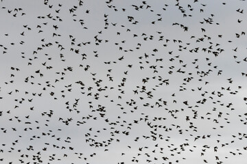 starlings murmuration bird