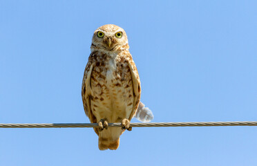 burrowing owl bird