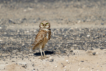 burrowing owl bird
