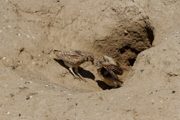 burrowing owl bird