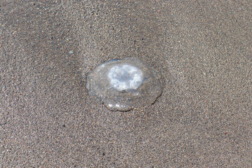 砂浜に打ち上げられたミズクラゲ