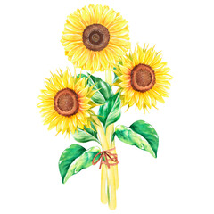 Bouquet of sunflowers. Watercolor botanical illustration. Isolated on a white background. For design