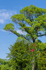 東京港区南青山2丁目の百日紅の花と青空