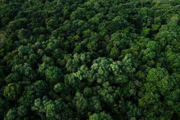 aerial view of dark green forest Abundant natural ecosystems of rainforest. Concept of nature  forest preservation and reforestation. 