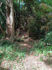 森の小径 forest path
