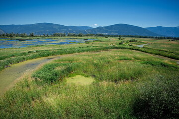 Scenic view of swamp near Creston, Canada