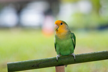 Lovebird, closeup parrot with blur background