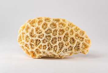 white coral shell in high detail