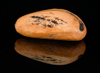 single pine tree seed on black with reflection